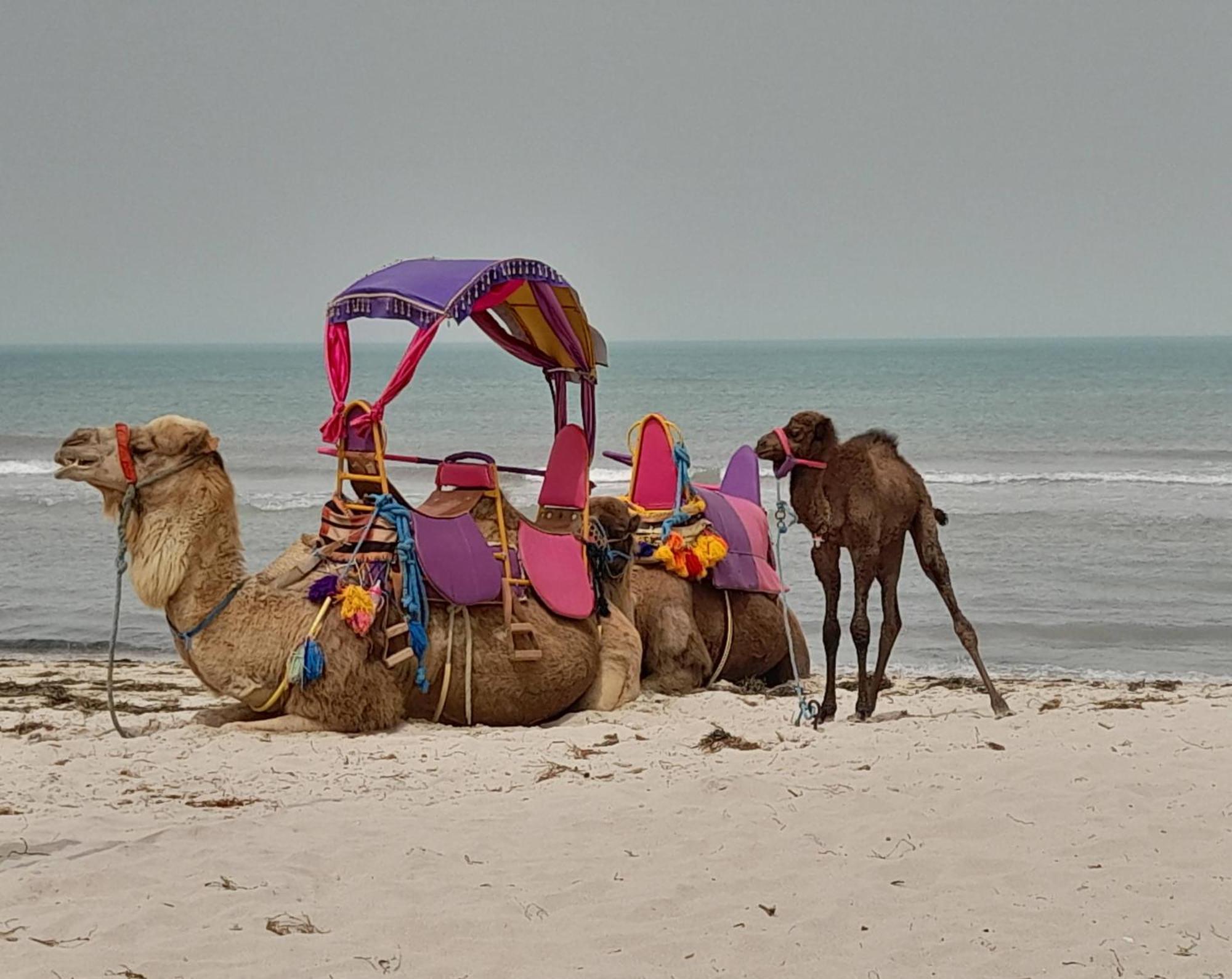 Dar El Kahina Djerba Otel Mezraia Dış mekan fotoğraf